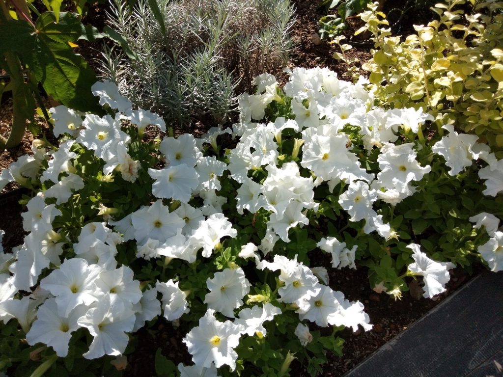 R15 Neo 白い花