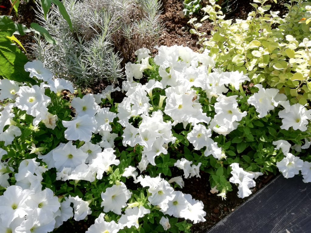 P20 lite 白い花