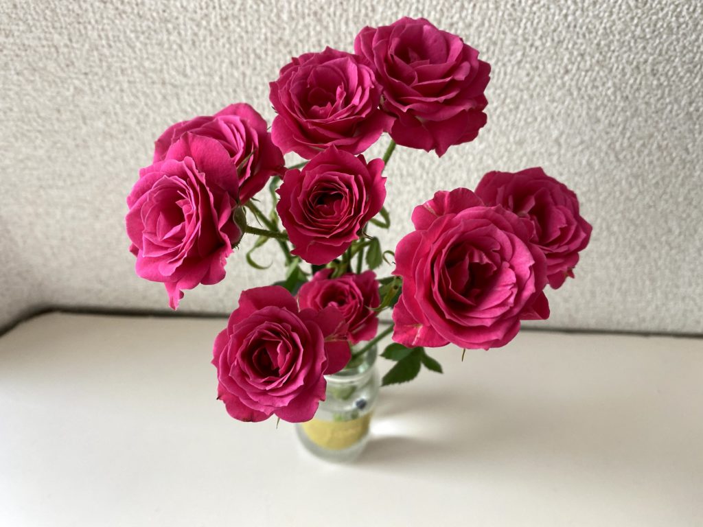 iPhone 11 Proを使って明るい室内でバラの写真を撮る